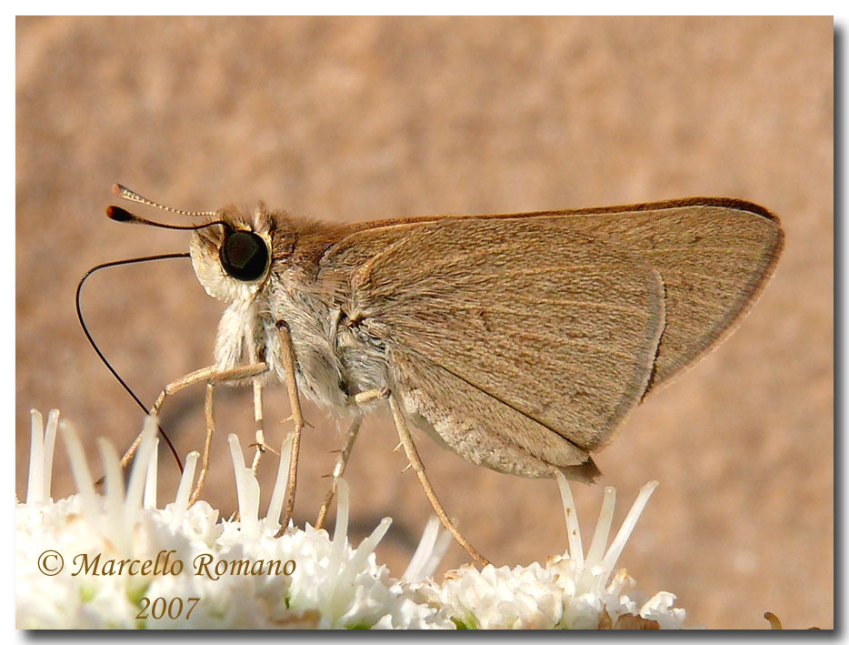 Gegenes nostrodamus, la farfalla delle dune (Hesperiidae)